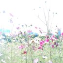 김어준 유시민, 엿이나 먹어라?...우연이라기엔 / 댓글에 달린 진짜 민심...정 뚝 떨어진 핵심 지지층 이미지