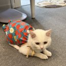 야옹아놀자 마곡점 이미지