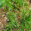 금량농장 이미지