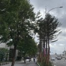 소나무숲 이미지