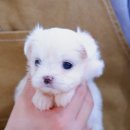 모던켄넬 이미지