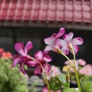 새한사랑약국 이미지