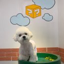 개털깎는마리오 이미지