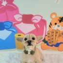 봉구애견미용샵 이미지