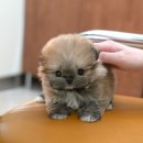 울산 강아지분양 미유펫 이미지