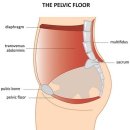 돌출된 치골교정 : 천안 나래한의원 : 신부동 버스터미널, 야우리, 신세계백화점 맞은편 이미지