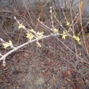 개나리꽃농원 이미지