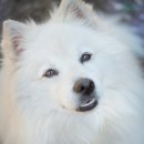 댕댕이 그루밍 이미지