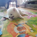 박꽃순펫미용 이미지