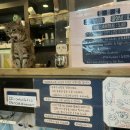 못말리는 고양이 이미지