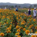 장성황룡강노란꽃잔치 축제장4 이미지