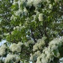 자은 이팝나무 가로수길 | 이팝나무, 밥 한 그릇 당신