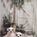 솜이 펫살롱 이미지