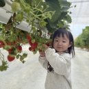 하늘의별어린이집 | 화성 향남 하늘의 별 딸기, 아기 딸기 체험