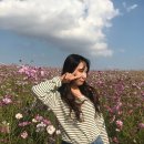 화성파크드림 남편 버스정류장 | 국화축제 드림파크꽃국화축제 기본정보 2025 축제기간 10월가볼만한곳