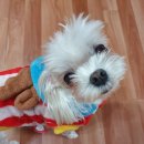 오라켄넬 이미지