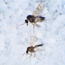 70년간 독도경비대원 괴롭힌 흡혈 곤충, 알고 보니 ‘신종 모기’ 이미지