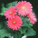 거베라(gerbera) 이미지