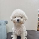 강아지가정부 | 강아지 수제간식 창업단상 - 굴러들어온 강아지, 합정동 임꺽정