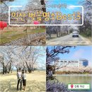 부소산성 입구(40013~15) | 전북 익산 벚꽃명소 Best 3_익산왕궁리유적, 웅포숭림사&amp;벚꽂터널, 원광대학교(2026년 3월말 만개 예상)