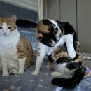 다다그루밍 이미지