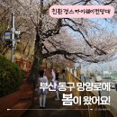 친환경스카이웨이 전망대 | 부산 동구 망양로 산복도로 벚꽃길, 친환경 스카이웨이 전망대 봄나들이