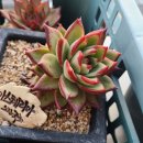 아스테리아 이미지