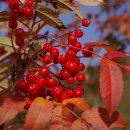 우상목장 | 1986 마가목속 – Genus Sorbus, 花楸属(화추속) 七竈属(칠조속)