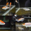 비금농장 이미지