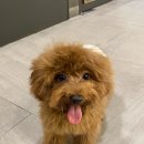 쿠쿠펫(KOOKOOPET) 이미지