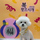 편안한댕 이미지