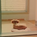 봄날의 강아지 이미지