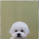 행복한 애견 미용 이미지