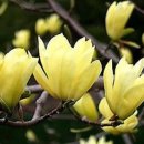 예산읍043 Daum카페