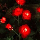 (주)레드글로브