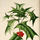 홀리호랑 이미지