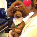 와니펫싸롱 이미지