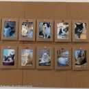 냥카페 묘연 이미지