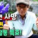 모르고 먹으면 사망 알고 먹으면 신경통, 관절통 특효 이미지