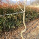 고향농장 이미지