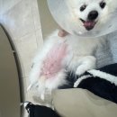 다온.댕 | 부산 다온동물병원 10살 강아지 부산 노령견 건강검진 후기