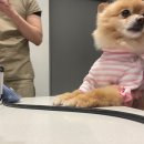 베스트프렌드 동물병원 이미지