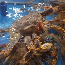 총각대게 이미지