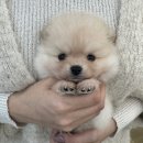 오독 강아지 안심분양센터 부산점 | 크림포메와의 첫 만남, 하남강아지분양 오독하남점에서 시작된 소중한 인연