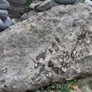 제주 서귀포층 패류화석 산지 이미지