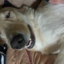 껌딱지펫 이미지