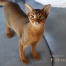 캐터리 페르마타 이미지