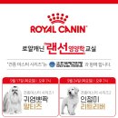 로얄애견