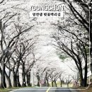 영천댐공원 공중화장실(1) | [영천댐 벚꽃 백리길] 개화상황·주차정보, 그리고 봄이 아직 머물러 있었던 그 길에서..