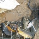 광탄낚시터 이미지